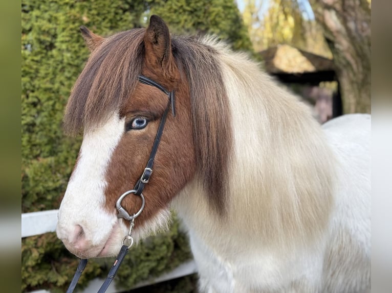 Pony Islandese Castrone 8 Anni 138 cm Pezzato in Lochen am See
