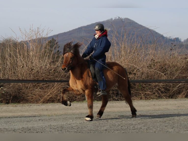 Pony Islandese Castrone 8 Anni 139 cm Falbo in Bad Honnef
