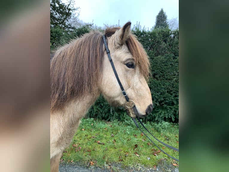 Pony Islandese Castrone 8 Anni 139 cm Pelle di daino in Ratingen