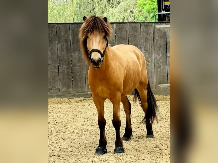 Pony Islandese Castrone 8 Anni 139 cm Pelle di daino in Ratingen