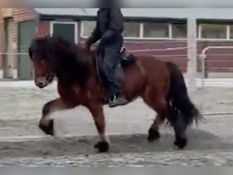 Pony Islandese Castrone 8 Anni 140 cm Baio in Reykjavík - 10