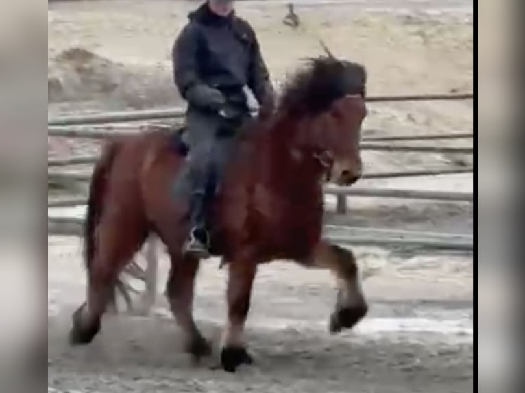 Pony Islandese Castrone 8 Anni 140 cm Baio in Reykjavík - 10