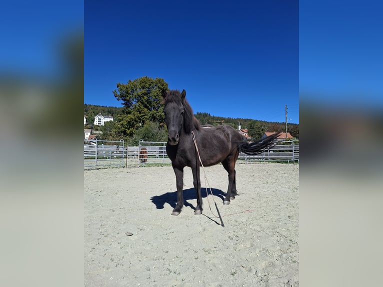 Pony Islandese Castrone 8 Anni 140 cm  in Tramelan