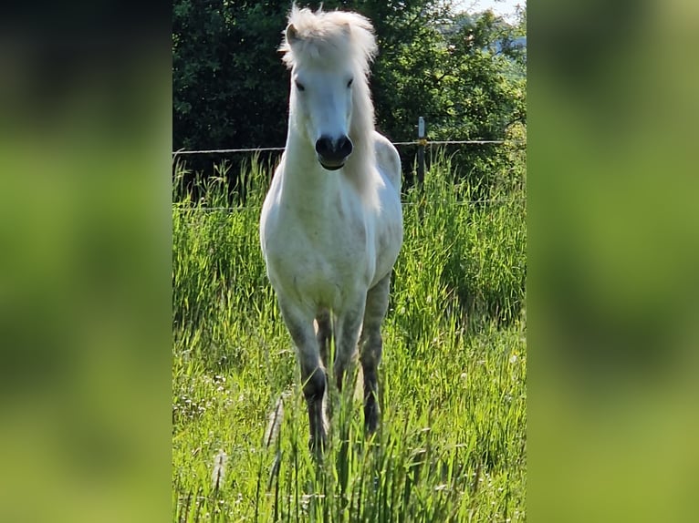 Pony Islandese Castrone 8 Anni 140 cm Grigio in Schifferstadt