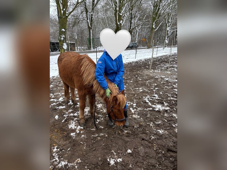 Pony Islandese Castrone 8 Anni 140 cm Sauro in Buchholz in der Nordheide