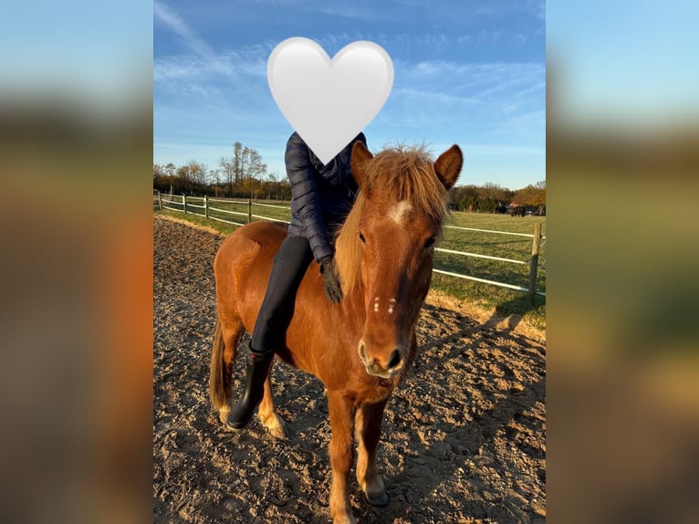 Pony Islandese Castrone 8 Anni 140 cm Sauro in Buchholz in der Nordheide