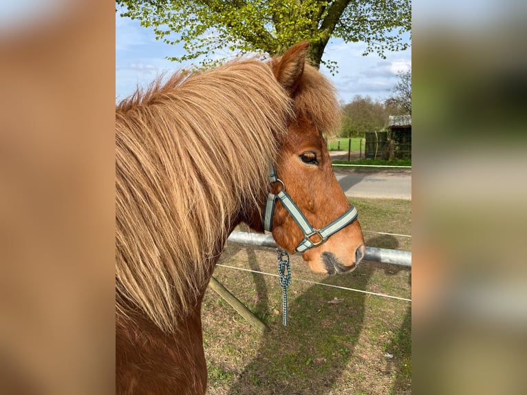 Pony Islandese Castrone 8 Anni 140 cm Sauro in Buchholz in der Nordheide