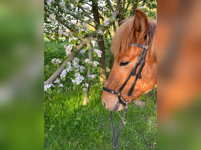 Pony Islandese Castrone 8 Anni 140 cm Sauro in Buchholz in der Nordheide