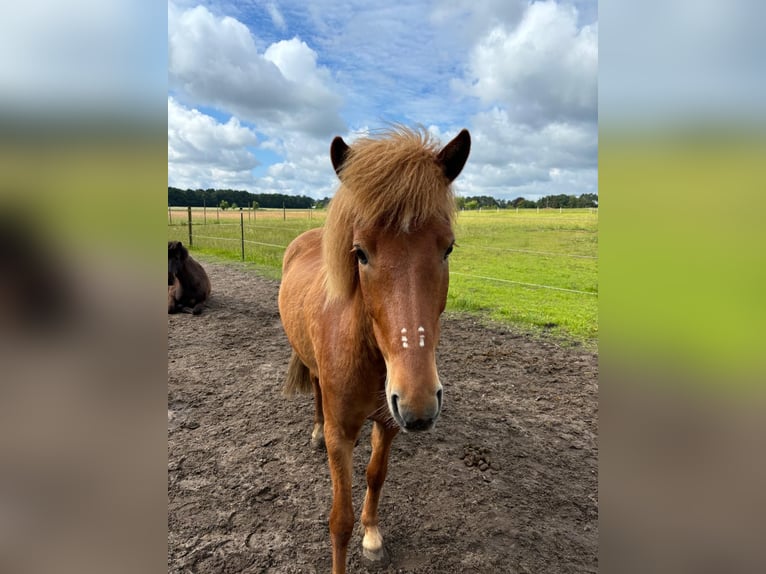 Pony Islandese Castrone 8 Anni 140 cm Sauro in Buchholz in der Nordheide