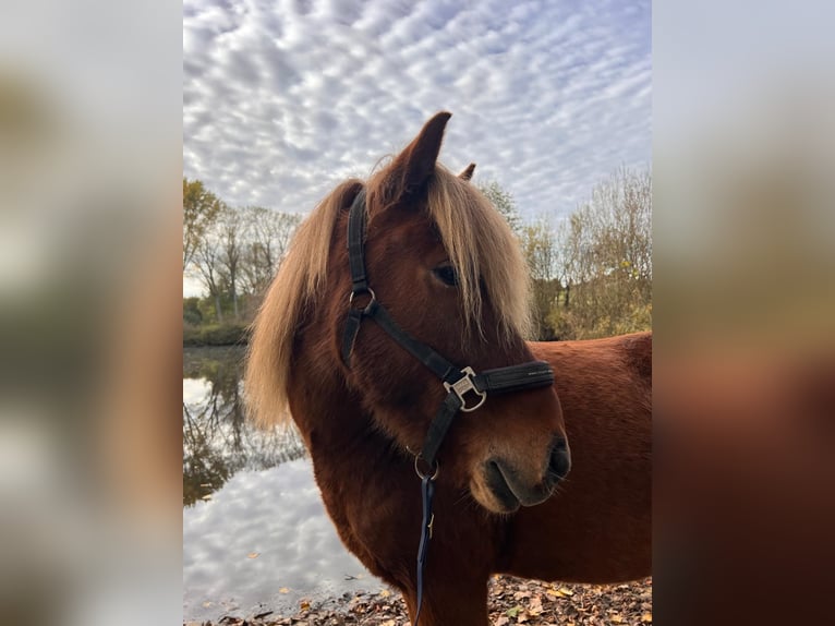 Pony Islandese Castrone 8 Anni 140 cm Sauro in Melle