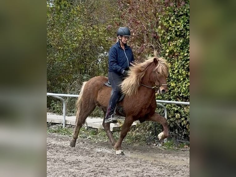 Pony Islandese Castrone 8 Anni 140 cm Sauro in Melle