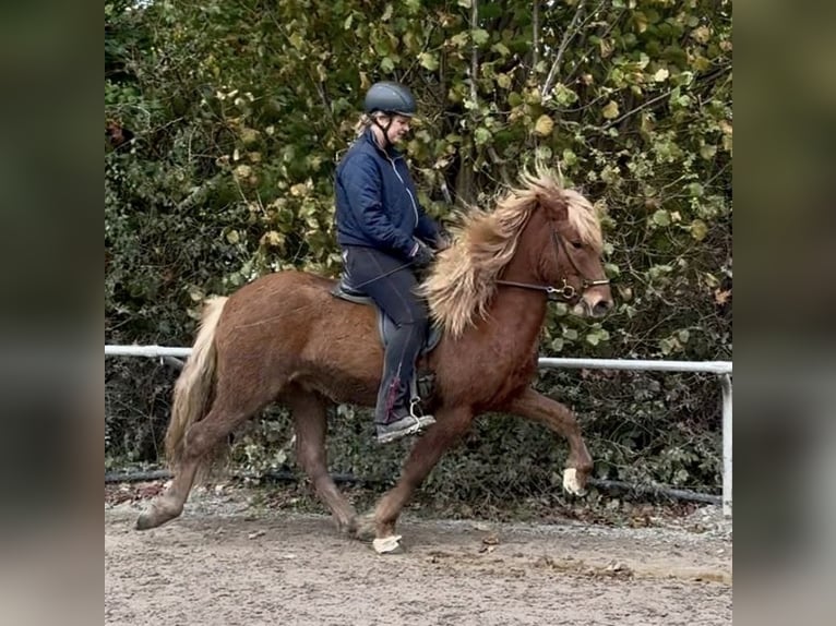 Pony Islandese Castrone 8 Anni 140 cm Sauro in Melle