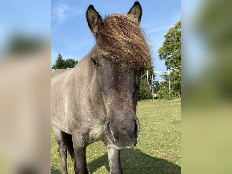 Pony Islandese Castrone 8 Anni 143 cm Falbo in Himmelpforten