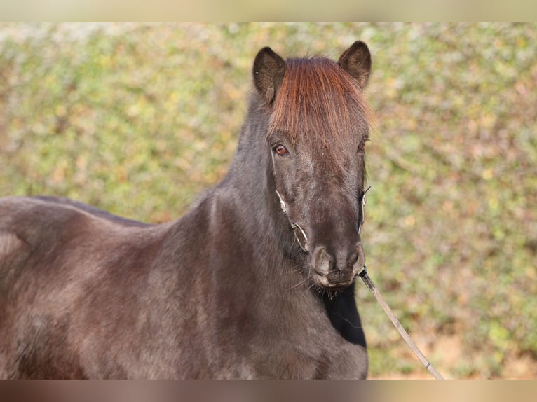 Pony Islandese Castrone 8 Anni 143 cm Morello in Dohm-Lammersdorf