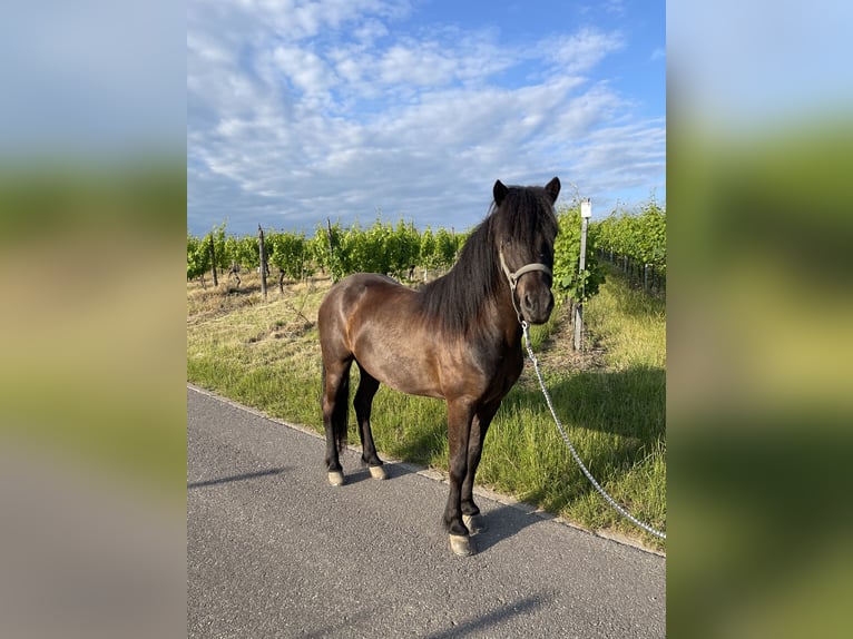 Pony Islandese Castrone 8 Anni 143 cm Morello in Perl