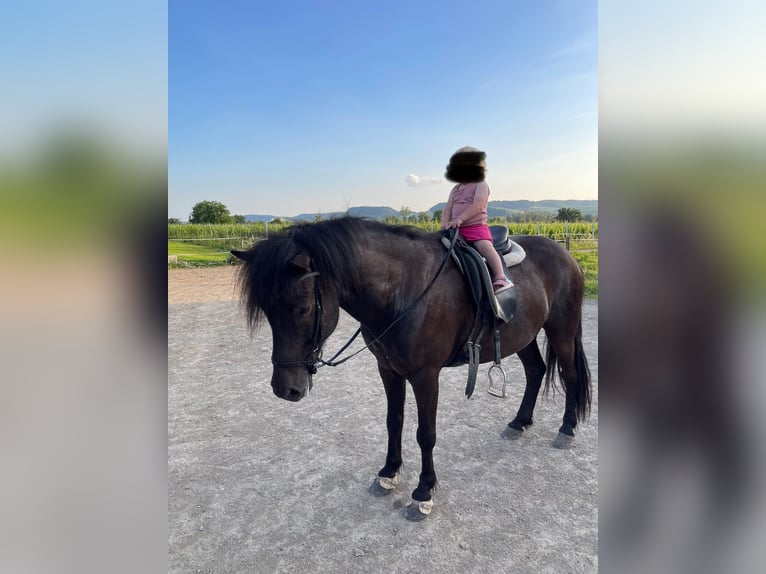 Pony Islandese Castrone 8 Anni 143 cm Morello in Perl