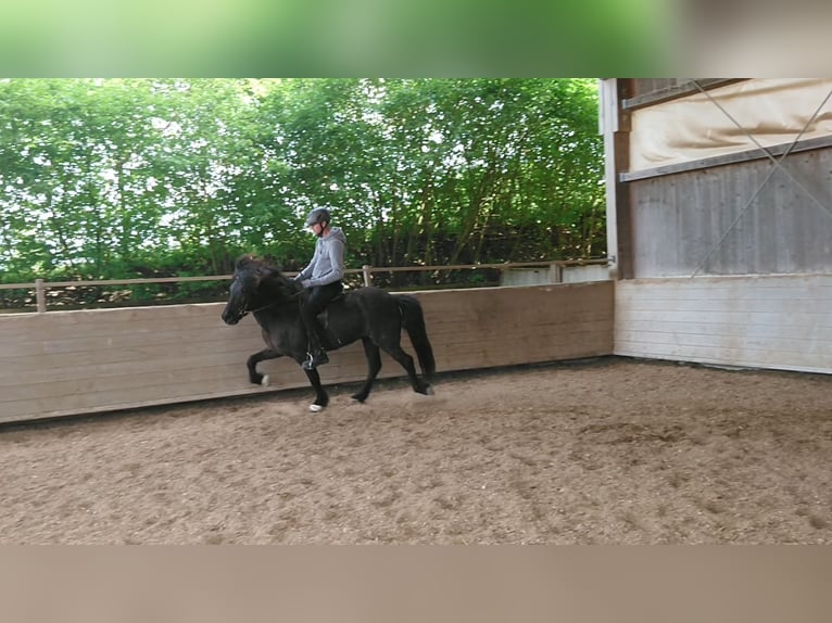 Pony Islandese Castrone 8 Anni 143 cm Morello in Riesbürg