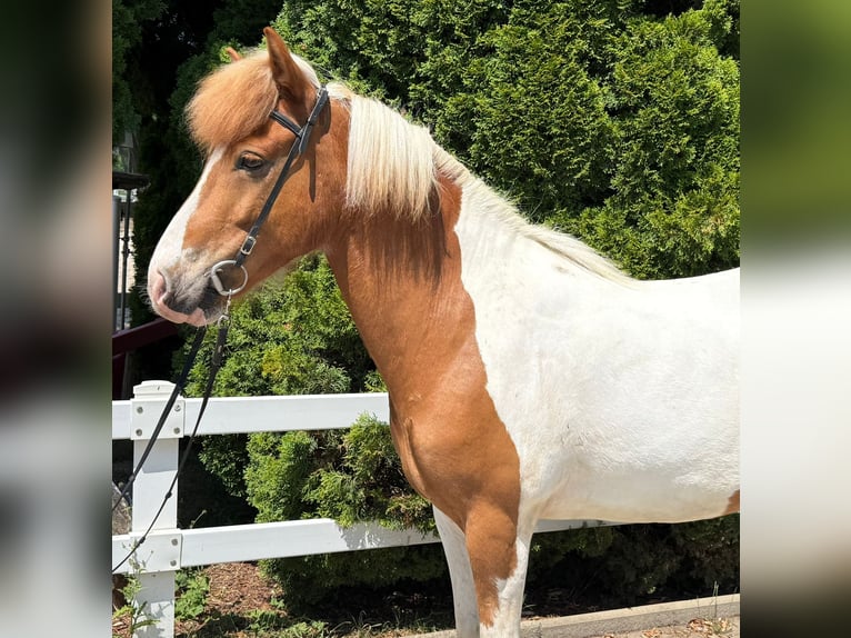 Pony Islandese Castrone 8 Anni 143 cm Pezzato in Mining