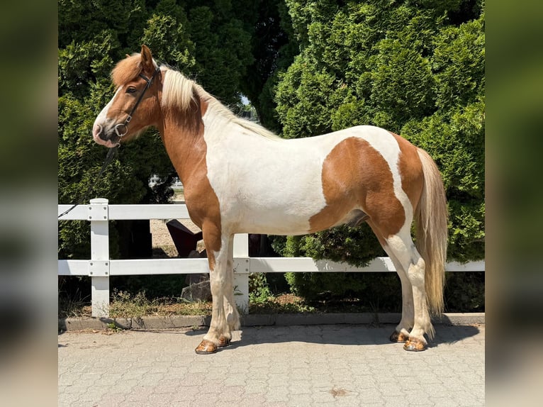 Pony Islandese Castrone 8 Anni 143 cm Pezzato in Mining