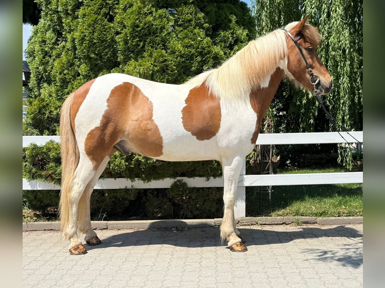Pony Islandese Castrone 8 Anni 143 cm Pezzato in Mining