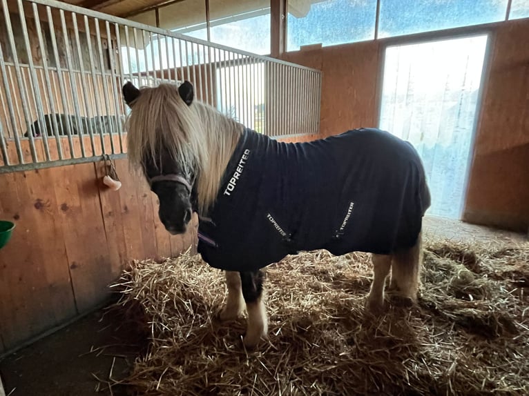 Pony Islandese Castrone 8 Anni 143 cm in Günzburg