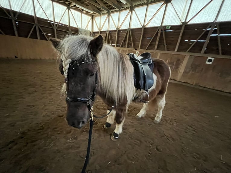 Pony Islandese Castrone 8 Anni 143 cm in Günzburg