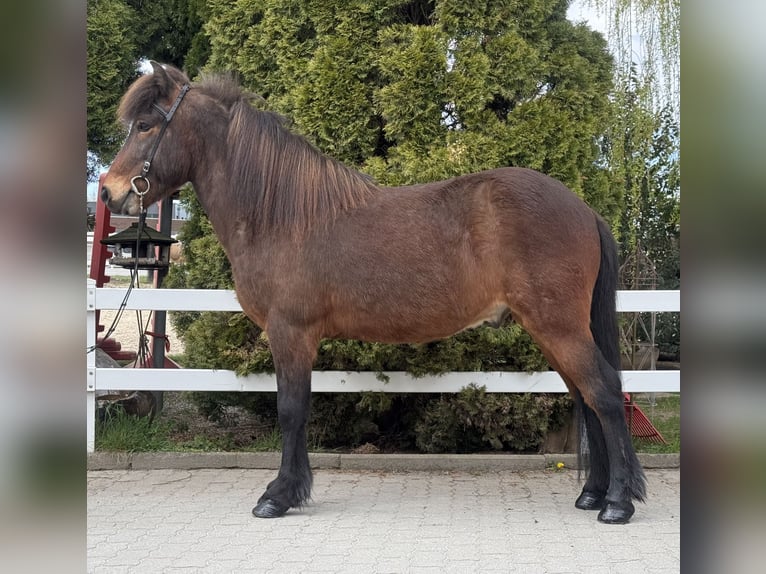 Pony Islandese Castrone 8 Anni 144 cm Baio in Lochen am See