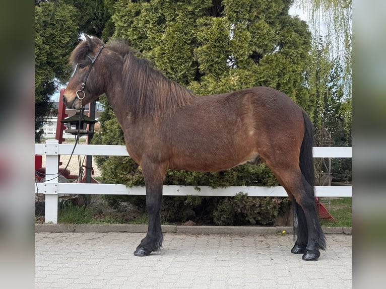 Pony Islandese Castrone 8 Anni 144 cm Baio in Lochen am See
