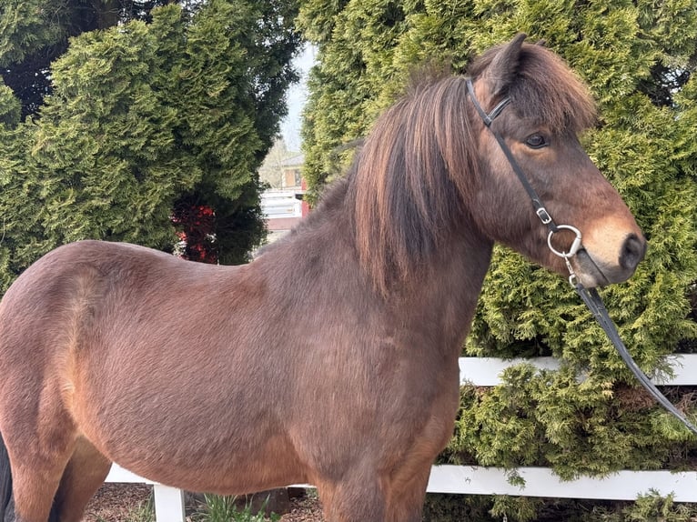 Pony Islandese Castrone 8 Anni 144 cm Baio in Lochen am See