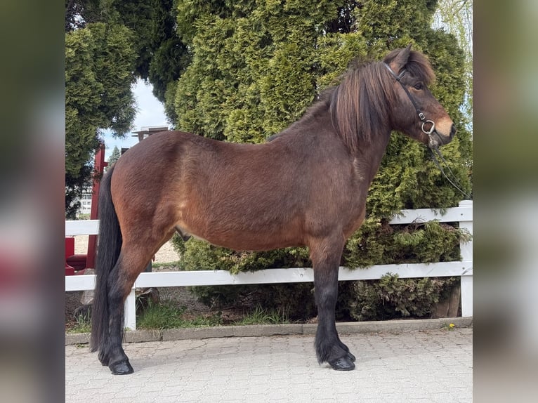 Pony Islandese Castrone 8 Anni 144 cm Baio in Lochen am See
