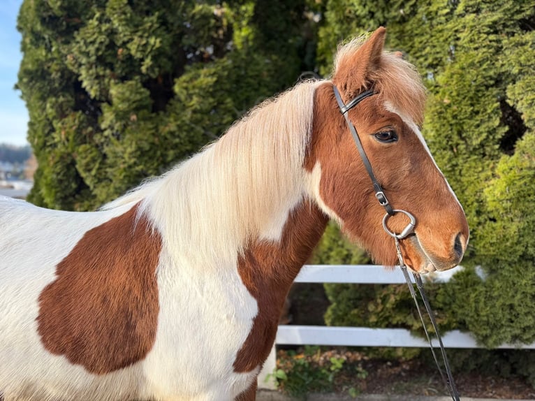 Pony Islandese Castrone 8 Anni 144 cm Pezzato in Lochen am See