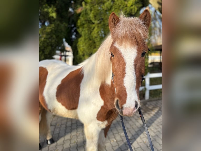 Pony Islandese Castrone 8 Anni 144 cm Pezzato in Lochen am See