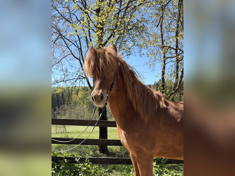 Pony Islandese Castrone 8 Anni 144 cm Sauro in Bad Camberg