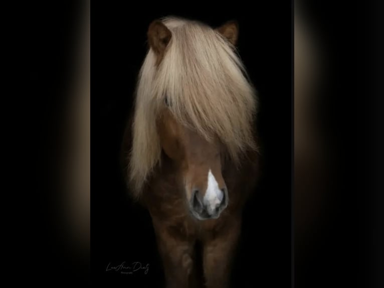 Pony Islandese Castrone 8 Anni 144 cm Sauro in H&#xF6;rpel