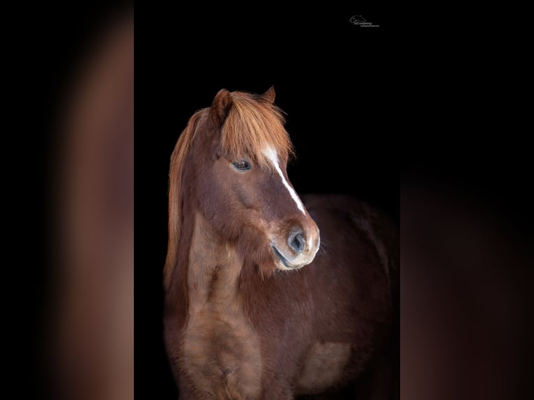 Pony Islandese Castrone 8 Anni 144 cm Sauro ciliegia in Rosbach vor der Höhe Ober-Rosbach