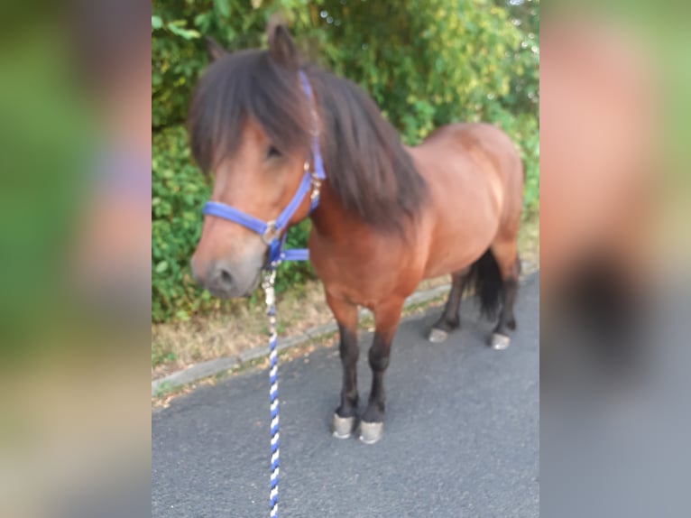 Pony Islandese Castrone 8 Anni 145 cm Baio in Bad Münstereifel