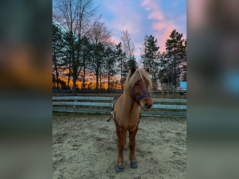Pony Islandese Castrone 8 Anni 145 cm Sauro in Hildesheim