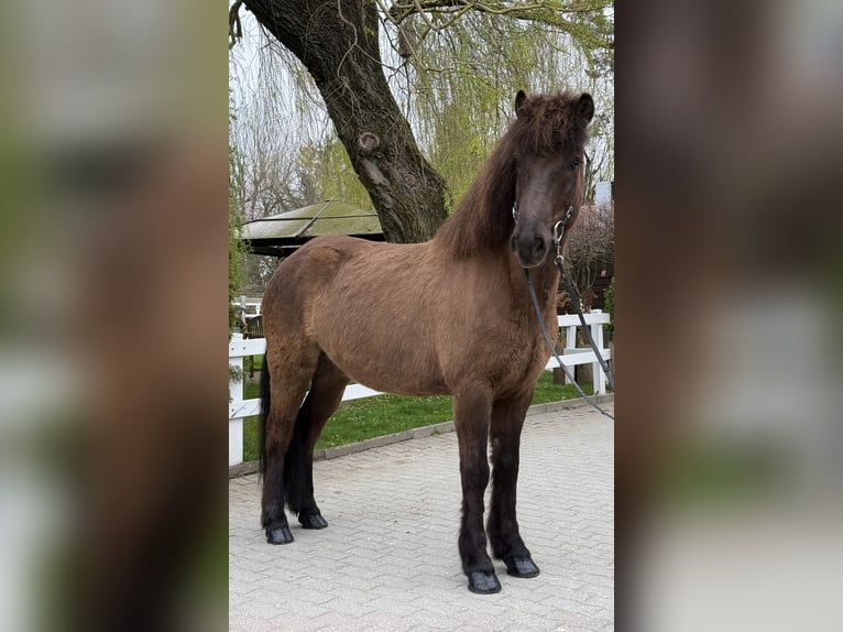 Pony Islandese Castrone 8 Anni 146 cm Morello in Lochen am See