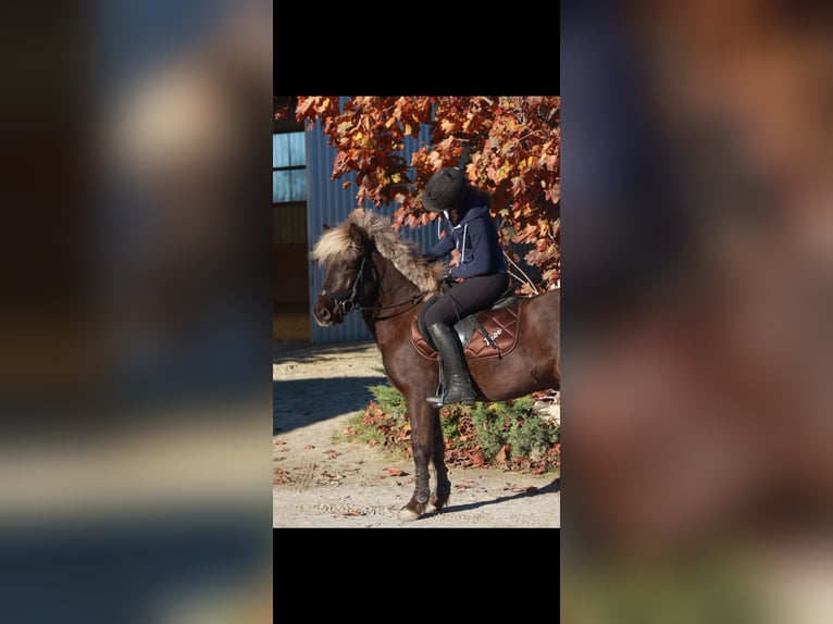 Pony Islandese Castrone 9 Anni 135 cm  in Mattersburg