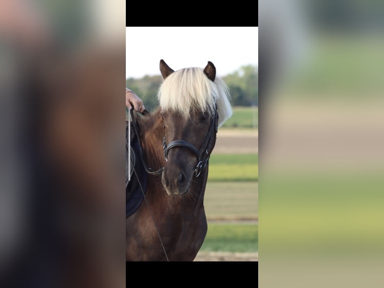 Pony Islandese Castrone 9 Anni 135 cm  in Mattersburg