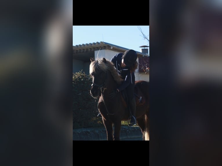 Pony Islandese Castrone 9 Anni 135 cm  in Mattersburg