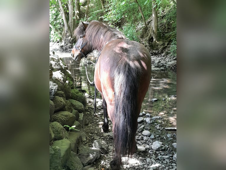 Pony Islandese Castrone 9 Anni 136 cm Baio in Westerburg