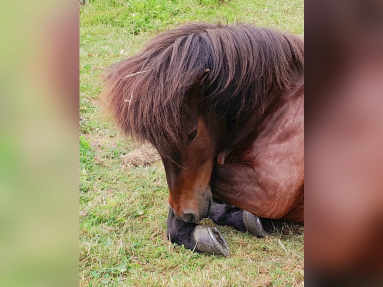 Pony Islandese Castrone 9 Anni 136 cm Baio in Westerburg