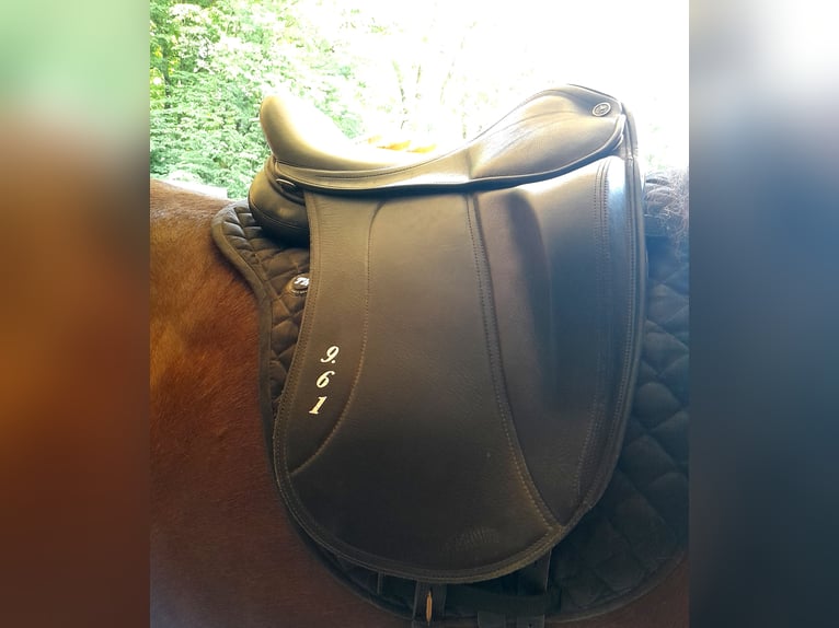 Pony Islandese Castrone 9 Anni 136 cm Baio in Westerburg