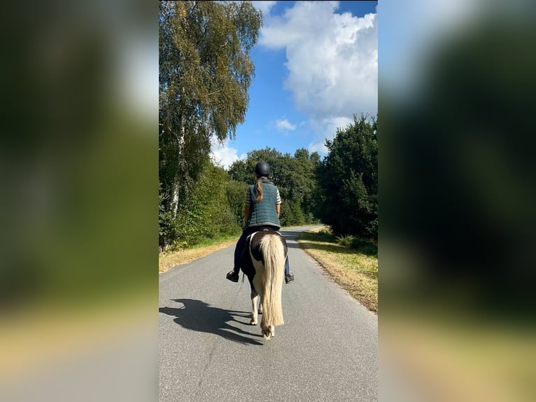 Pony Islandese Castrone 9 Anni 137 cm Pezzato in Wardenburg
