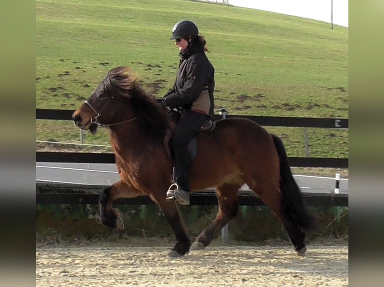 Pony Islandese Castrone 9 Anni 138 cm Baio in Friesenhagen
