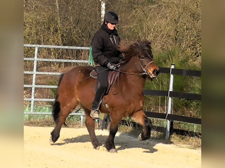 Pony Islandese Castrone 9 Anni 138 cm Baio in Friesenhagen