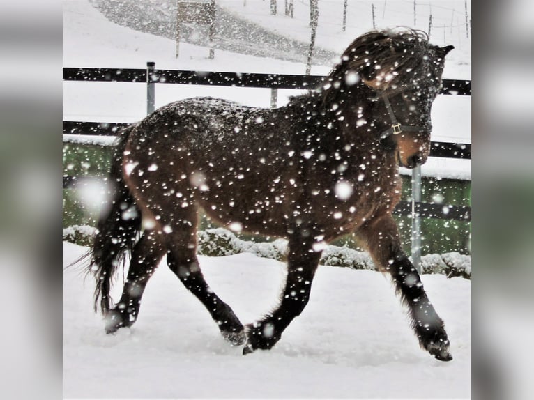 Pony Islandese Castrone 9 Anni 138 cm Baio in Friesenhagen