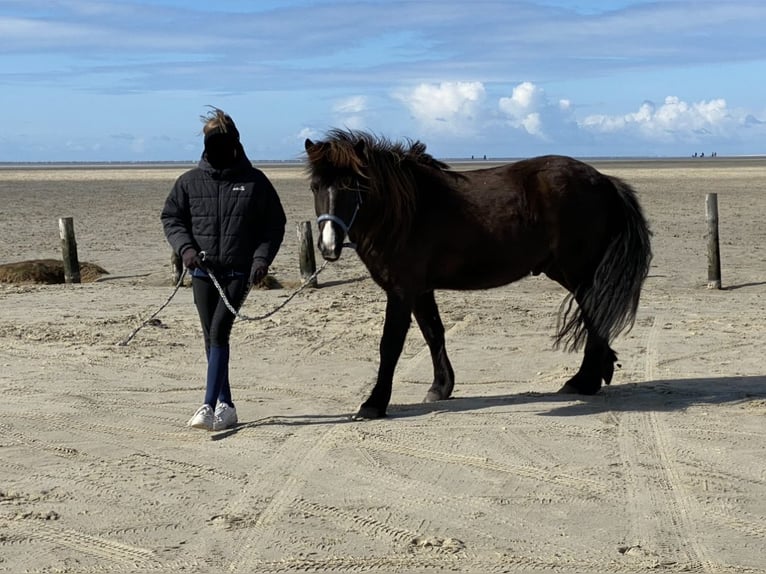 Pony Islandese Castrone 9 Anni 138 cm Baio nero in Seevetal