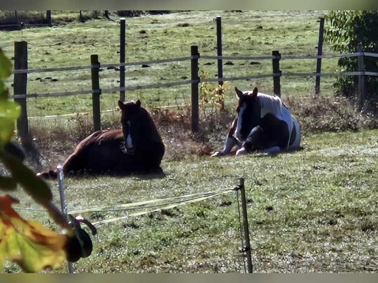 Pony Islandese Castrone 9 Anni 138 cm Baio nero in Seevetal